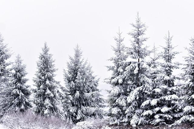 Vánoce v Polsku: Prožijte kouzelné svátky 2 Polské Vánoce: Tradice a zvyky, které stojí za prozkoumání