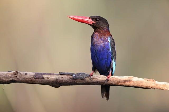 Jaké jsou aktuální opatření Indonésie k ochraně životního prostředí?