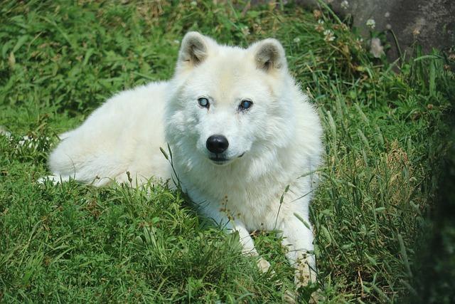 Jak se dostat do Vlčího Doupěte: Praktické informace​ pro návštěvníky