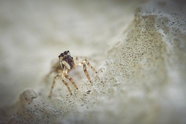 6. Jaký druh masa nejlepější do žurku a jak jej nejlépe upravit?