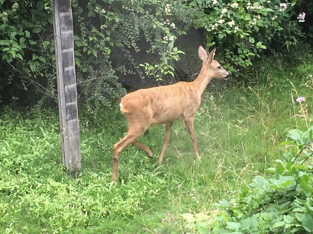 Navštěvování Koncentračních Táborů v Polsku: Co očekávat