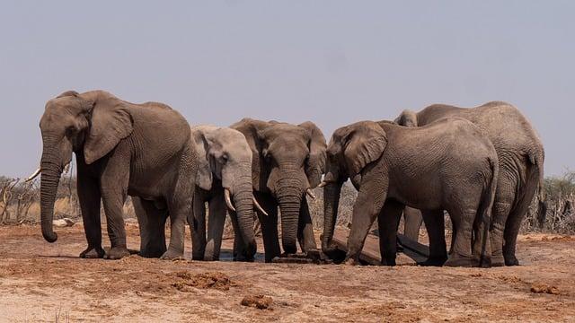 Safari v Národním parku Gunung Leuser