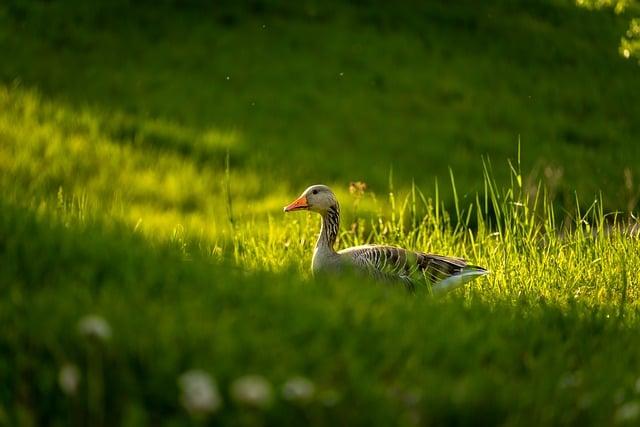 Zvířata, ryby a rostliny: Bohatá biodiverzita polských jezer