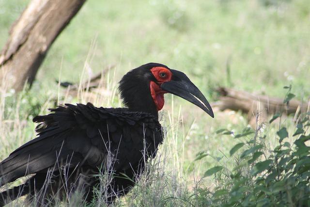 Zajímavosti o zoborožcích Papua, které vás překvapí